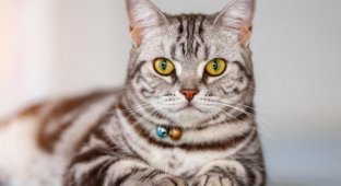 Пушистое богатство: самые дорогостоящие породы кошек (20 фото)