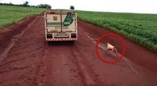 Собака 16 километров бежала за машиной (3 фото + 1 видео)
