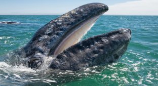 Ласковый серый кит (14 фото)