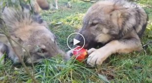 Волк пытается защитить свое яблоко
