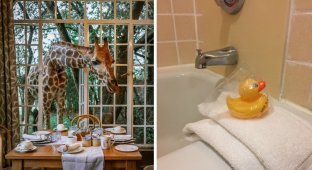 35 times hotels pleasantly surprised guests (36 photos)