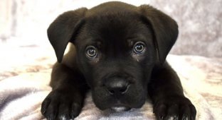 Ронни стал первым щенком в 2018 которого сдали в приют (3 фото + 1 видео)