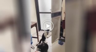 “Give up!”: the cat had a boxing match with a door and was inimitable