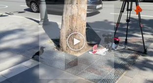 Ворона украла еду журналистов
