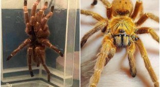 British woman found in the yard a tarantula that lives only in Africa (7 photos)
