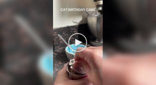 Готовим праздничный торт для кота на день рождения