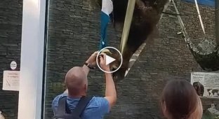Resourceful orangutan found a way to accept treats from zoo visitors