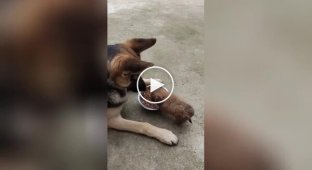 Жадный щенок отгоняет пса от миски