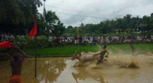 Марамади - серфинг на быках (41 фото)