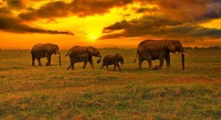 Как слоны понимают смерть? (5 фото)