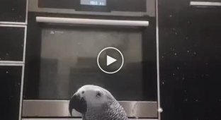 The parrot that has seen life. Burps, swears, makes sounds of flatulence (mat)