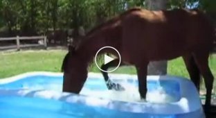 Лошадка впервые увидела детский бассейн на заднем дворе
