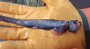 Раздутый страх: какого на самом деле размера глубоководные монстры (11 фото)