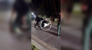 Police detain an alligator in Florida