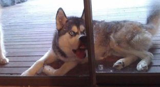 Funny photos of dogs in funny situations (18 photos)