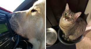 15 Amazing and Fun Habits of Pets (16 Photos)