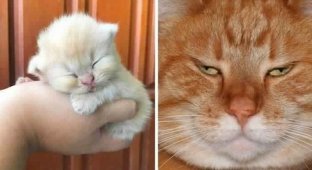 16 proofs that cats grow very quickly (16 photos)