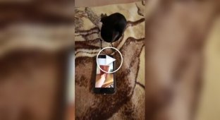 Man Tests Magpie's Intelligence