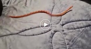 What happens if you put a snake on a soft surface?