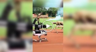 Robot dogs have been taught to use a grenade launcher in China