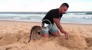This little kangaroo has become a guy's best friend
