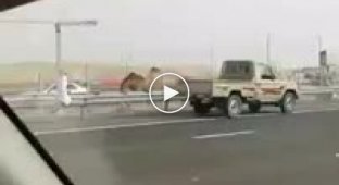 Погоня за верблюдом на оживленной трассе в Дубае