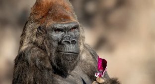 One of the oldest gorillas died at a California zoo (4 photos)