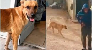 The dog led rescuers to his owner, who was lost in the desert (5 photos + 1 video)