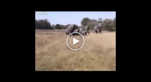 Злой слон