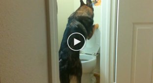 This dog's manners and independence will amaze you. If I hadn't seen it myself, I wouldn't have believed it