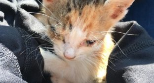 Kitten Finley was given a chance to survive (13 photos)