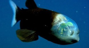 Рыбка с прозрачной головой (5 фото)