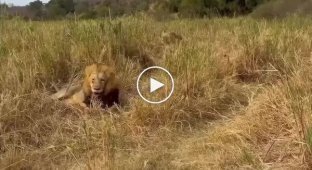 Кумедна реакція лева на появу левиці з потомством