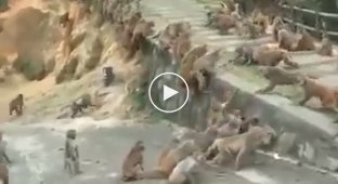 Две группировки обезьян устроили массовую драку на глазах у туристов   