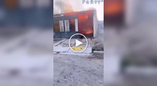 Собака бросилась в загоревшийся сарай, чтобы спасти своих щенков