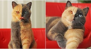 Chimera cat basking in glory (6 photos + 1 video)