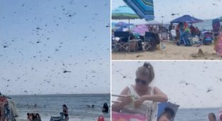 A terrible misfortune: a black "cloud" of insects drove tourists away from a popular beach (2 photos + 1 video)