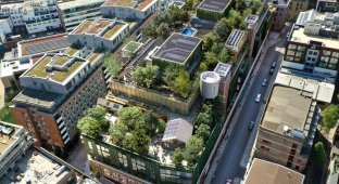 Forest on the roof: the British plant concrete London in an original way