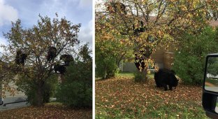 Женщина увидела в своем районе на дереве целое семейство медведей, поедающих яблоки (5 фото)