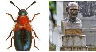 The beetle that saved a scientist from the guillotine (6 photos)