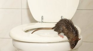 Miraculously escaped death: in Canada, a rat jumped out of the toilet and bit a man (2 photos)