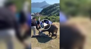 Attempted robbery of a tourist