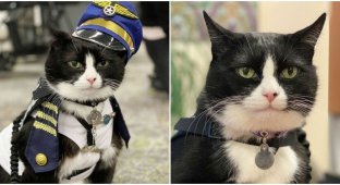 Аэропорт "нанял" милейшего кота для успокоения пассажиров (7 фото)