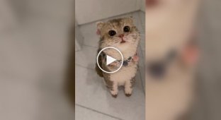 A knitted cat was found online