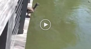 Ducklings jump into the pond after their mother