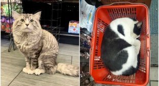 Коты, которые оккупировали магазины - и не собираются уходить (30 фото)