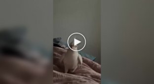 A parrot imitates the sound of an alarm clock