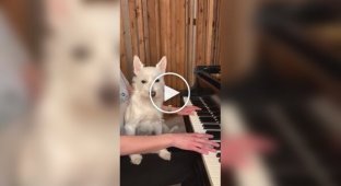 A dog always listens attentively to his owner playing the piano