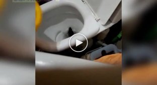 I flush it, and it comes back!: In Barnaul, a rat regularly visits a man through the toilet