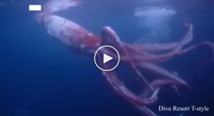 Японские дайверы засняли на видео гигантского кальмара
